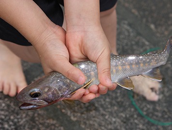 渓流魚つかみ取り